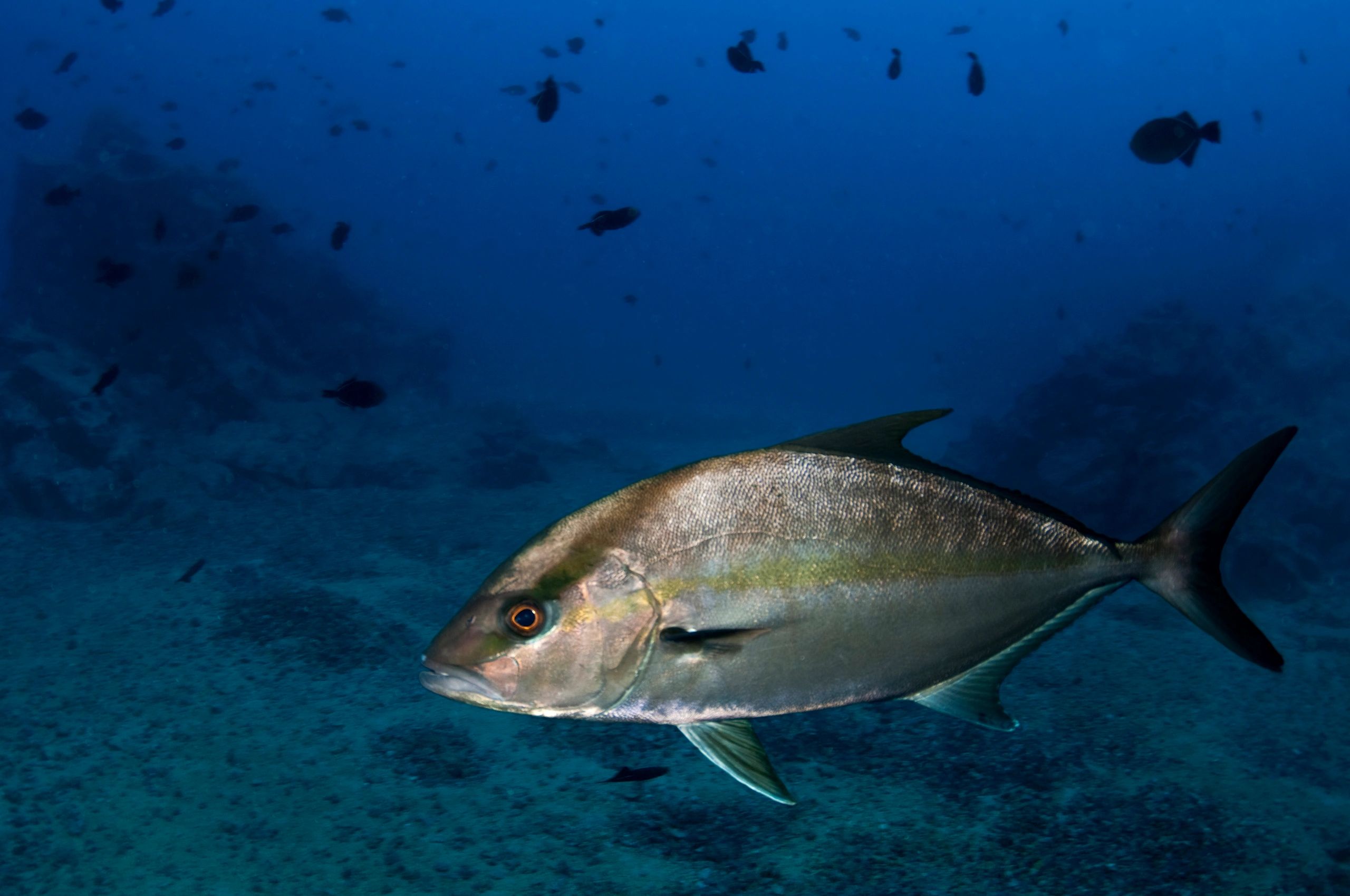Marine reserve fish in open ocean waters