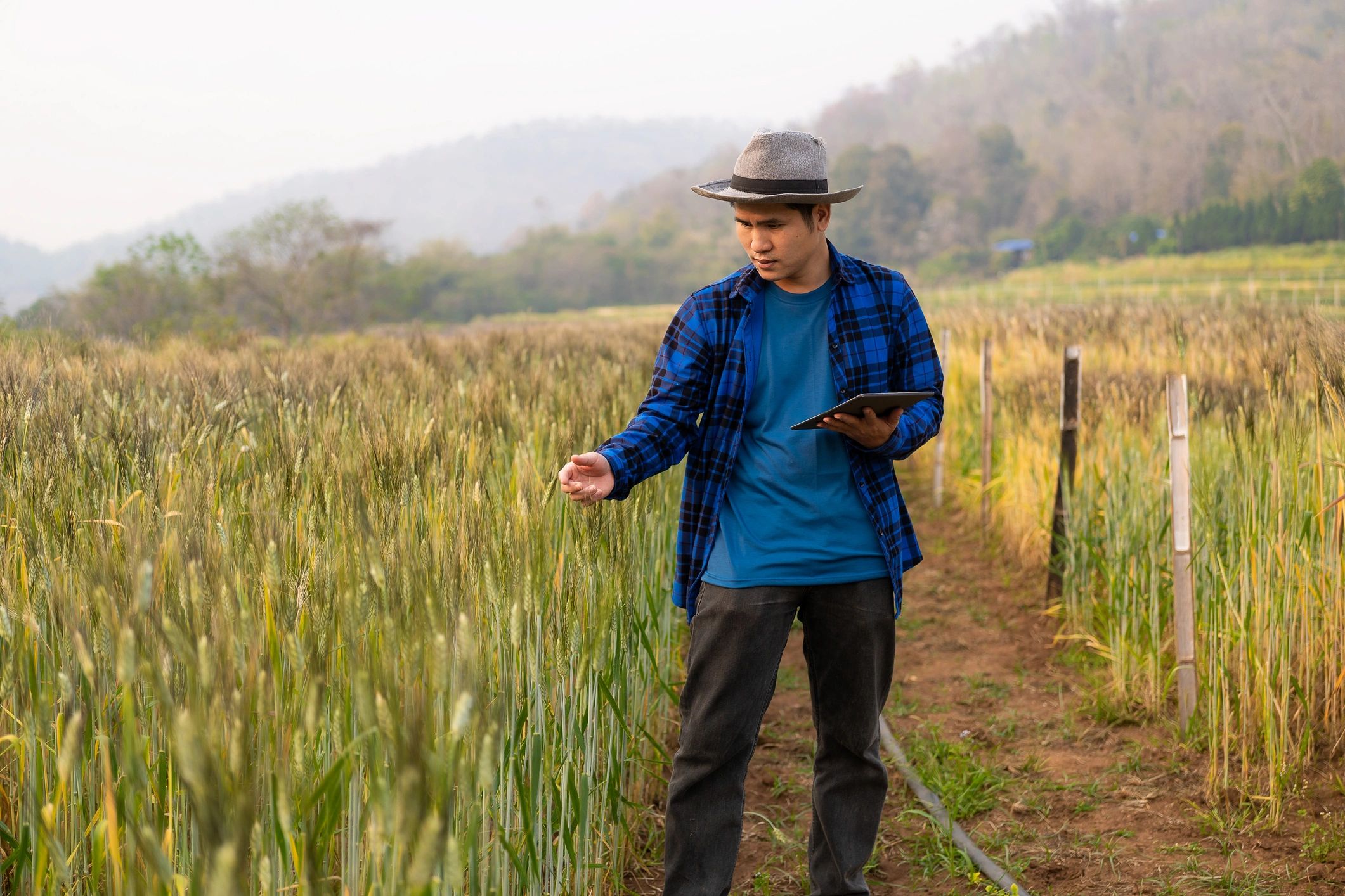 Field researcher reviewing environmental data in an agricultural landscape