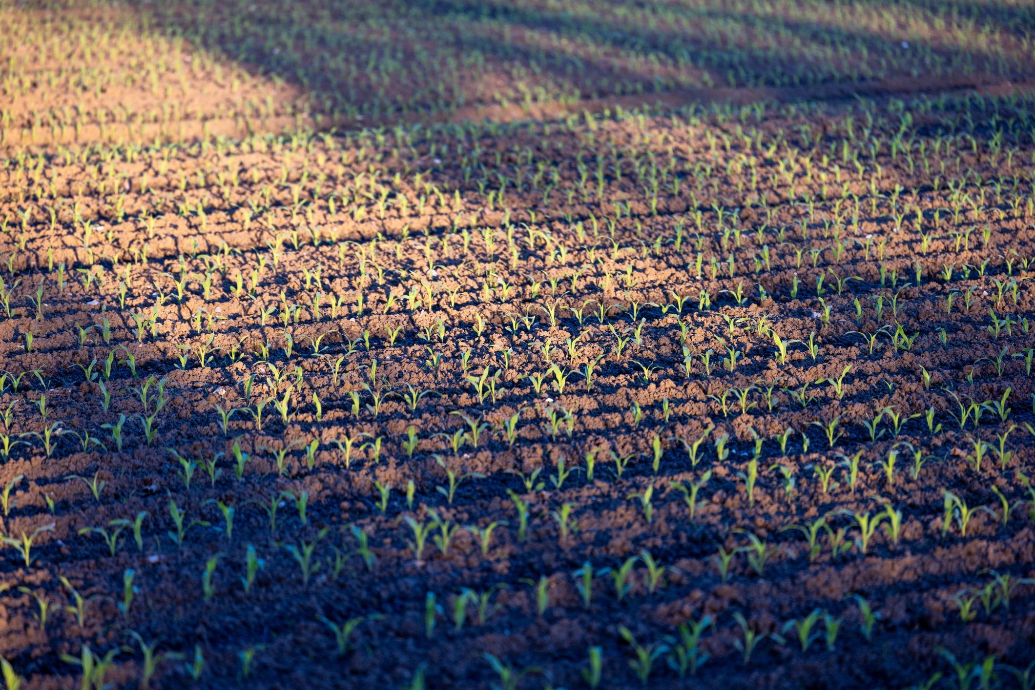 Field landscape representing soil systems, land use, and environmental monitoring