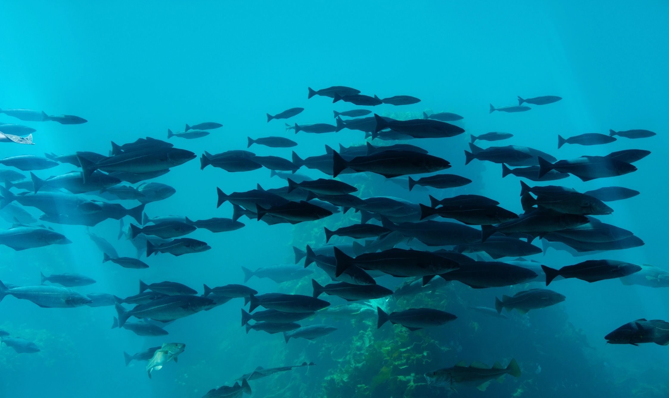 Underwater current environment representing hydrodynamic flow research