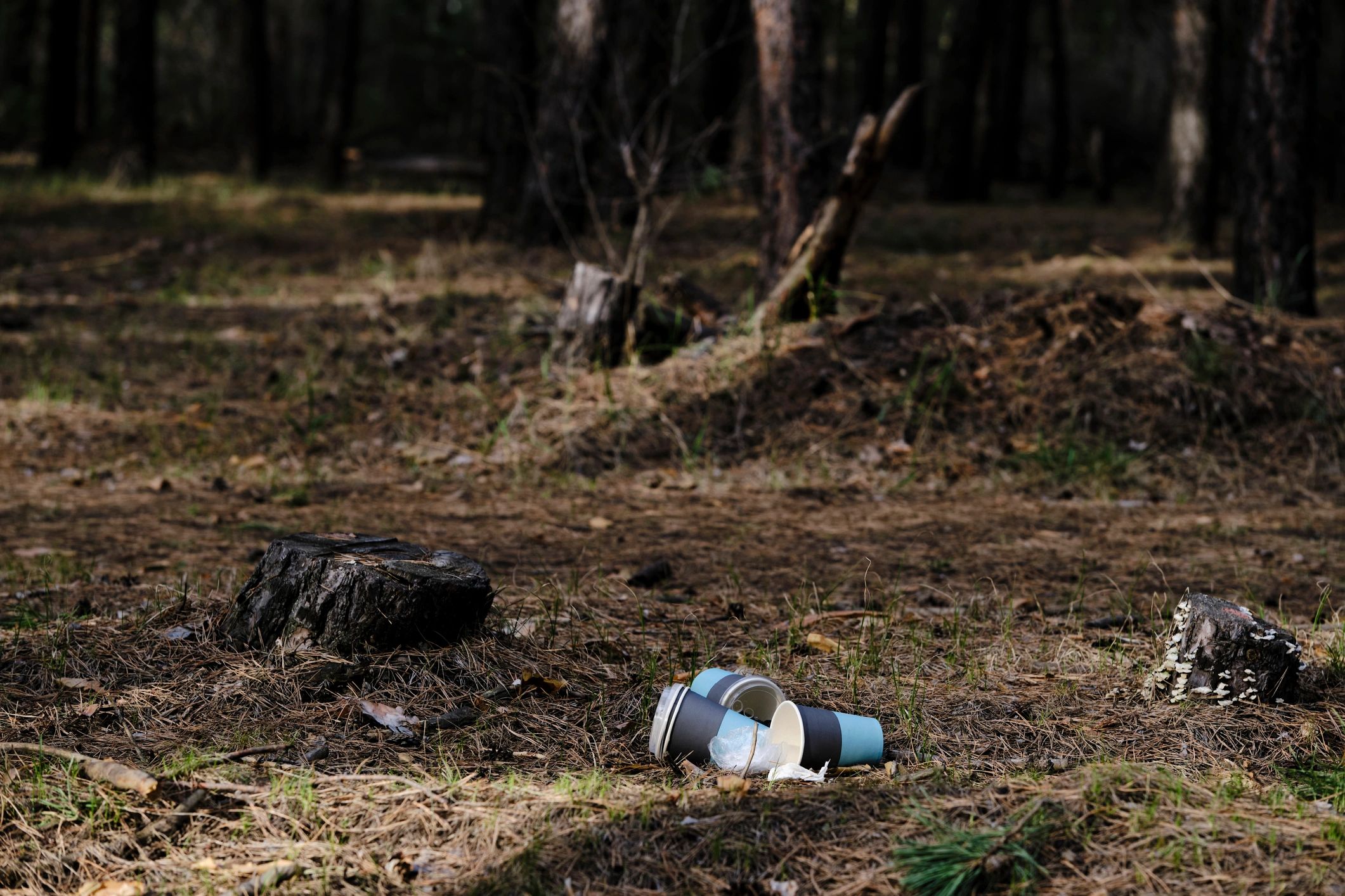 Forest landscape illustrating the need for conservation and environmental protection